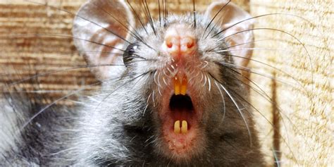 ugly rats pics|Ugly Rat Images – Browse 1,672 Stock Photos,。